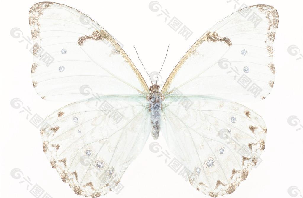 白色荧光褐点蝴蝶图片