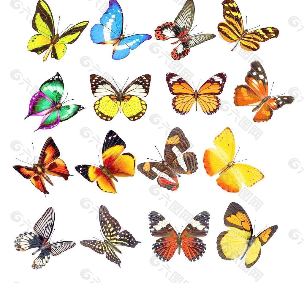 蝴蝶 素材图片
