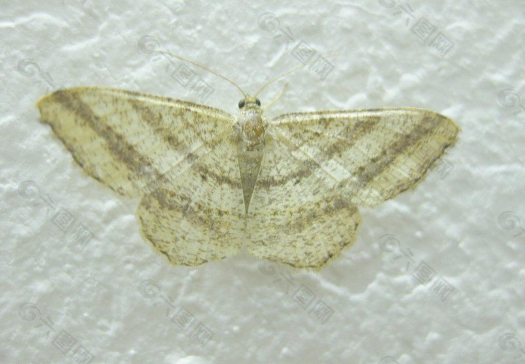 飞蛾图片