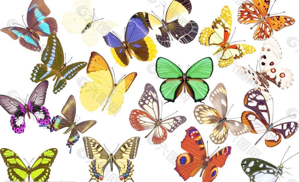 多种多样的蝴蝶图片