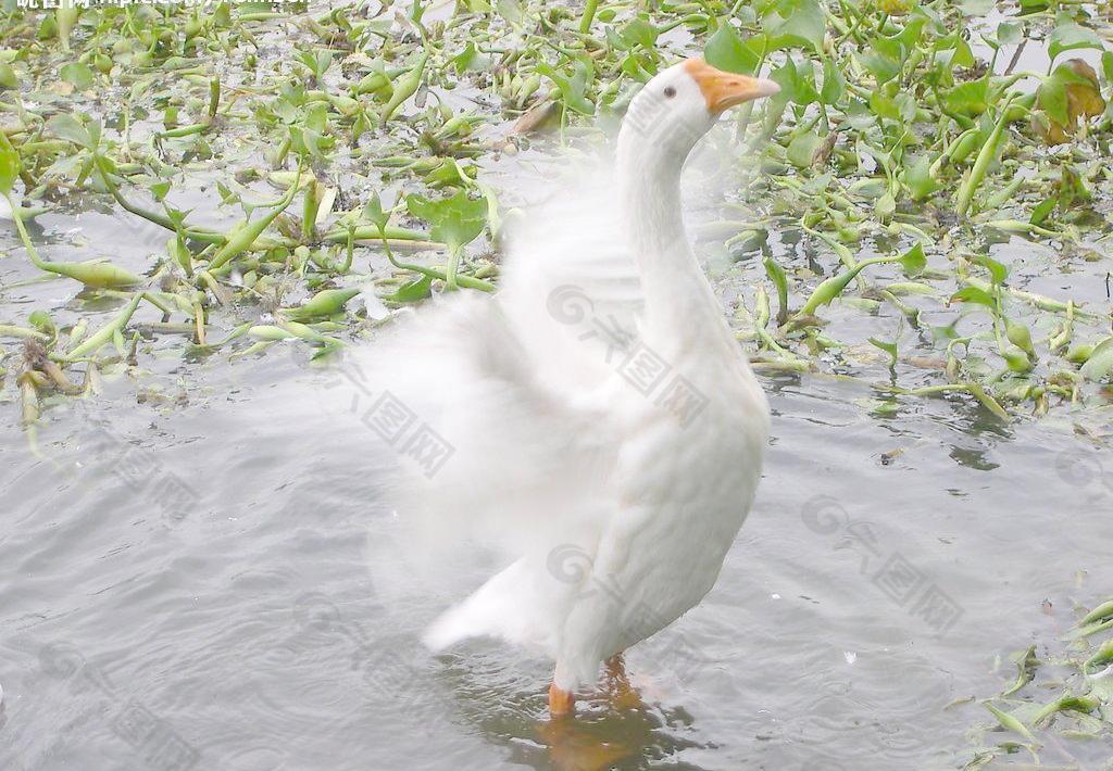 动物 照片 鹅 池塘图片