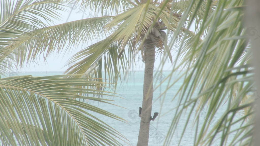 棕榈树与海洋背景3股票的录像