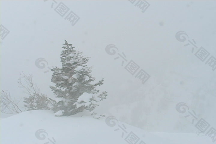 孤独的树在暴风雪的股票视频