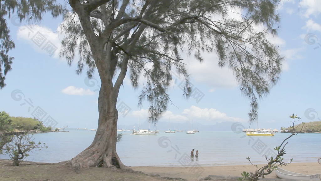 帕皮提海滩树股票视频