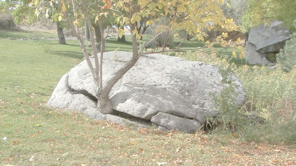 爱达荷州树从岩石裂纹增长股票视频