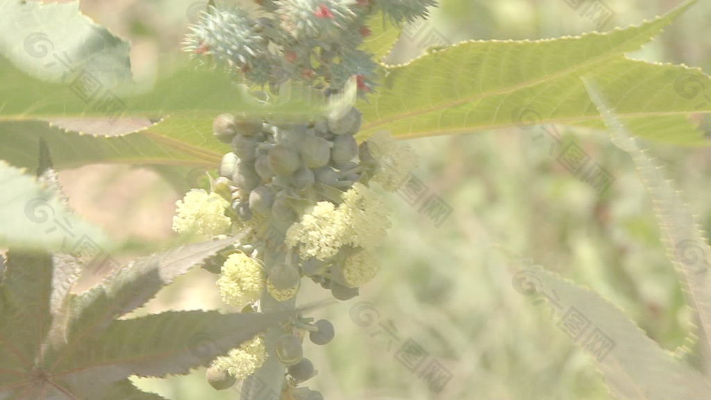 茉莉蓖麻股票视频