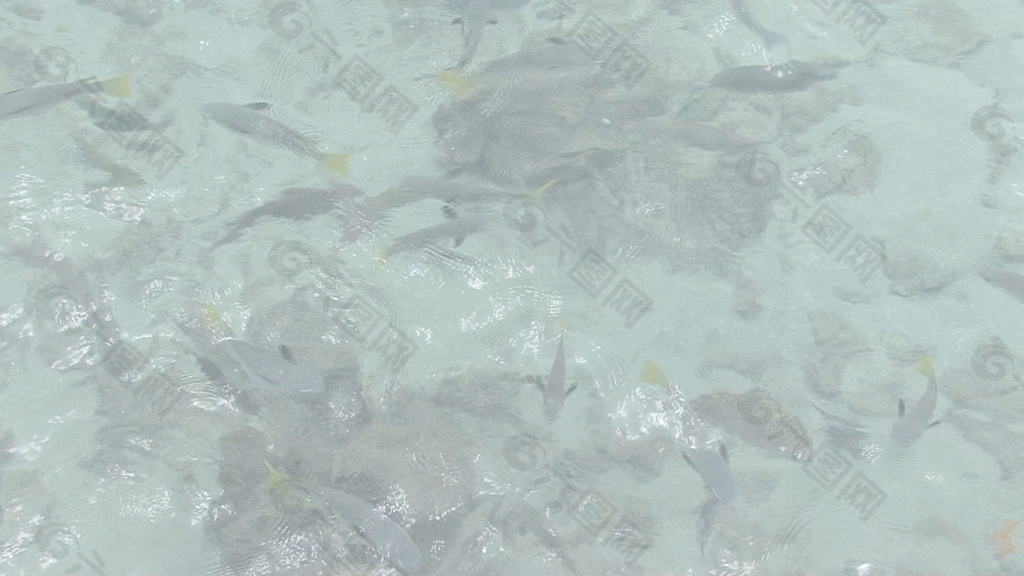 塔希提的热带鱼群2股票的录像