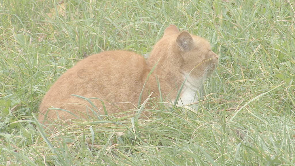 猫在草地2种股票的录像