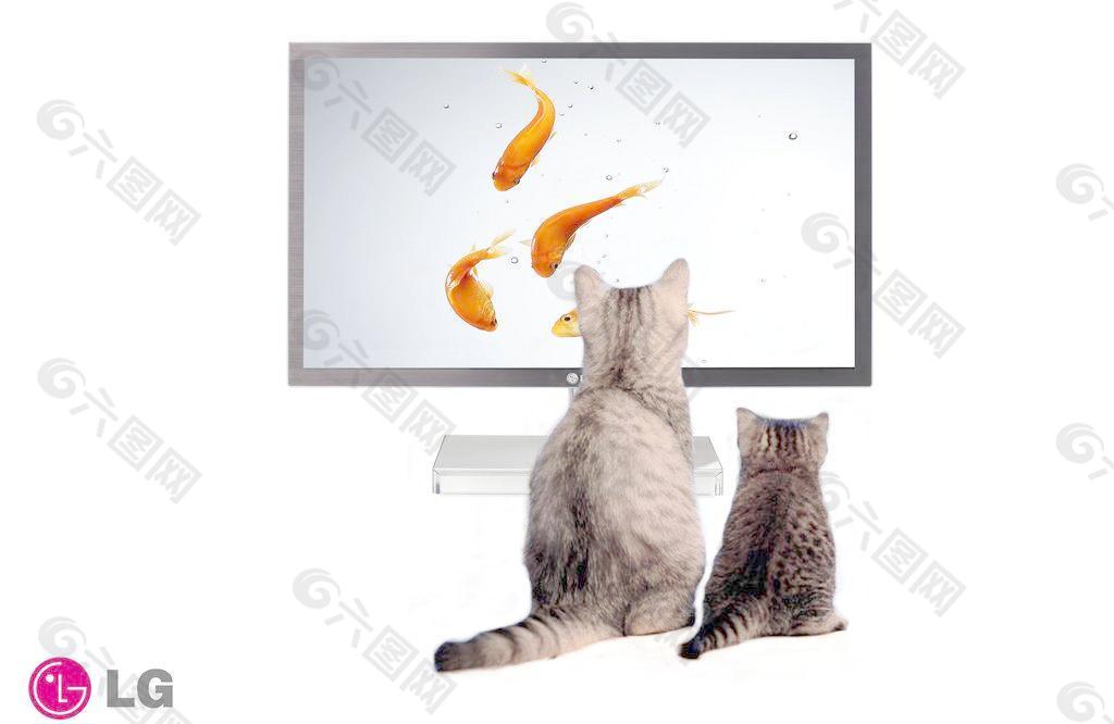 猫吃鱼图片