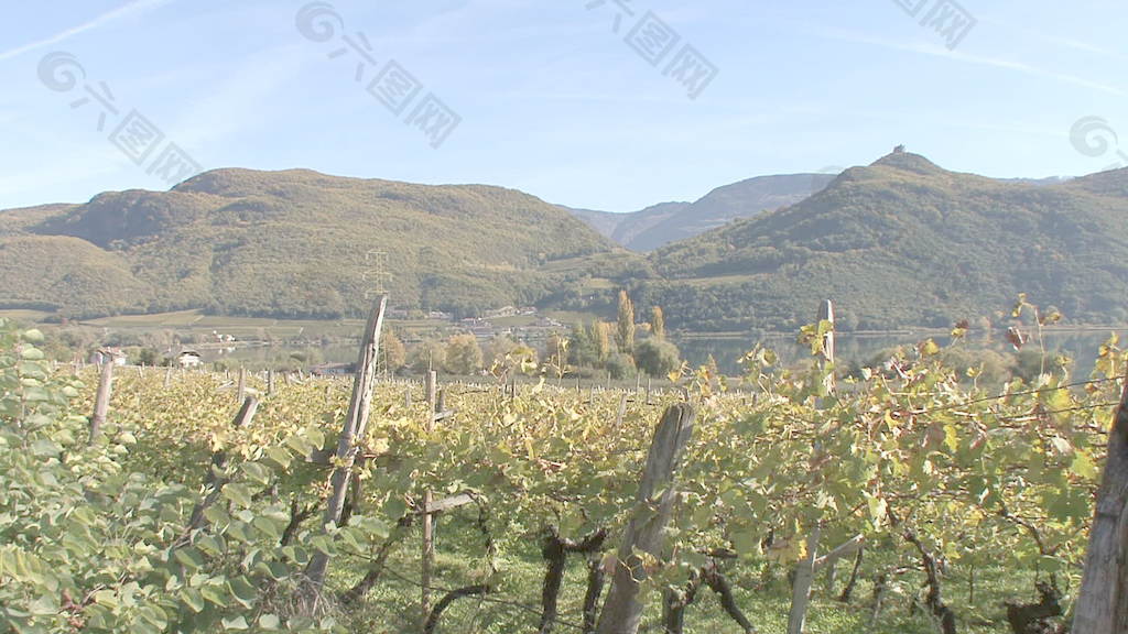 意大利的阿迪杰河的葡萄园在谷股票视频