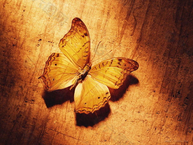 木纹上的蝴蝶PPT