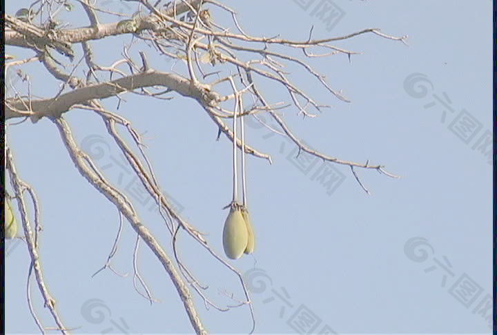 猴面包树的豆荚，塞内加尔证券的录像 视频免费下载