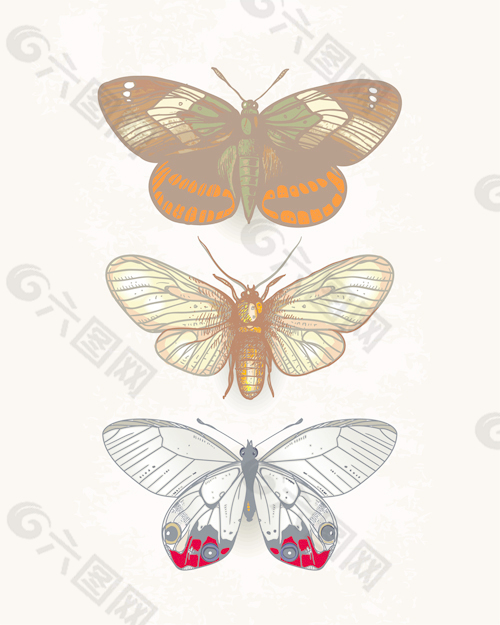 老式的蝴蝶标本设计矢量图02