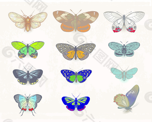 老式的蝴蝶标本设计矢量图01