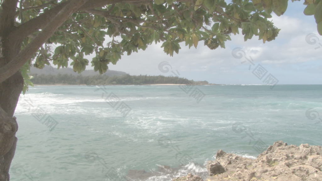 夏威夷的景色从一棵树下股票的录像 视频免费下载