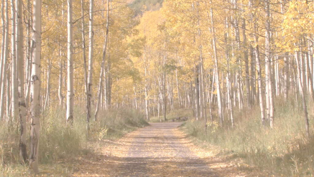 在秋天的树林股票视频路径 视频免费下载