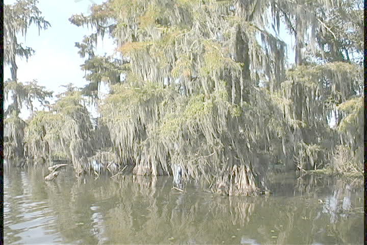 柏树沼泽在路易斯安那证券的录像 视频免费下载