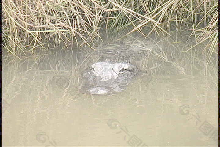 鳄鱼栖息在沼泽草地路易斯安那证券的录像 视频免费下载