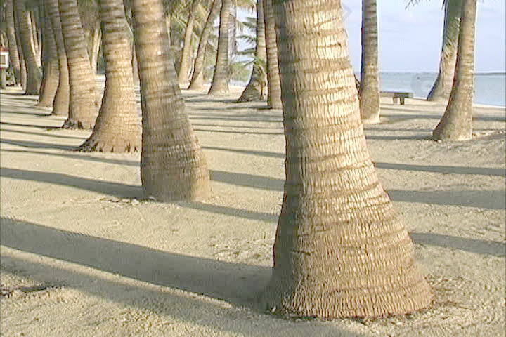 艾图塔基棕榈树干，砂 视频免费下载