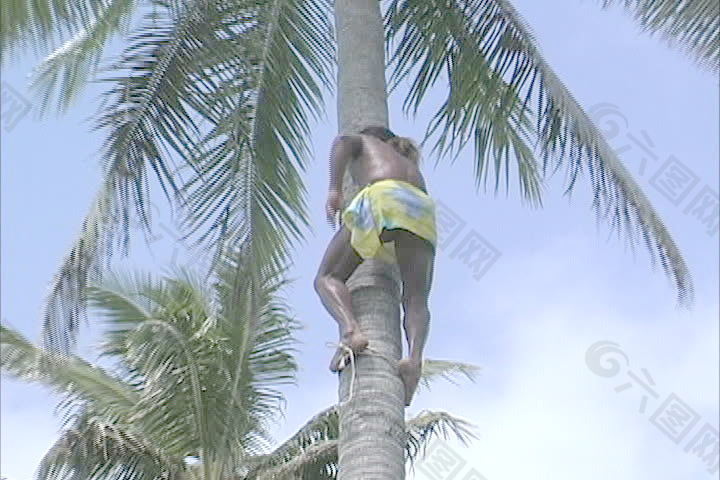 拉罗汤加人爬下来的椰子股票视频 视频免费下载