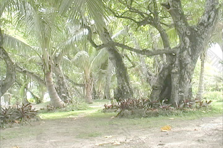 拉罗汤加岛的路径通过手掌股票视频 视频免费下载