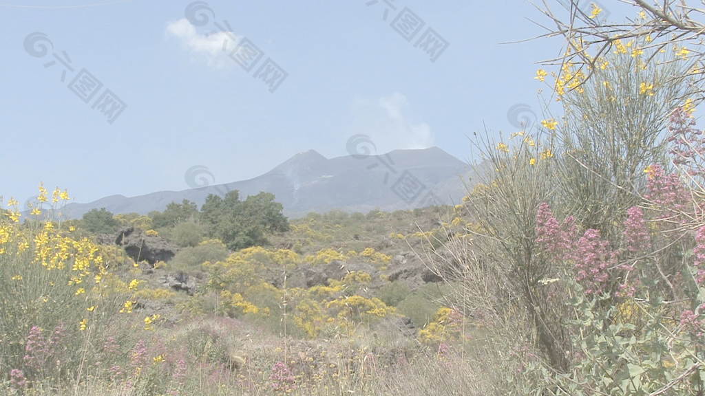 西西里岛的埃特纳火山熔岩和鲜花6股票的录像 视频免费下载