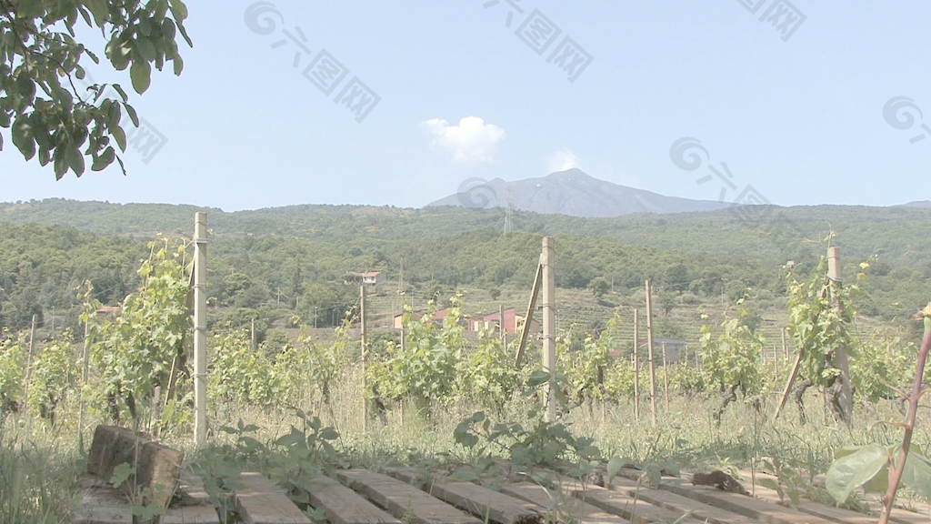 西西里岛的埃特纳火山的葡萄园和股票的录像 视频免费下载