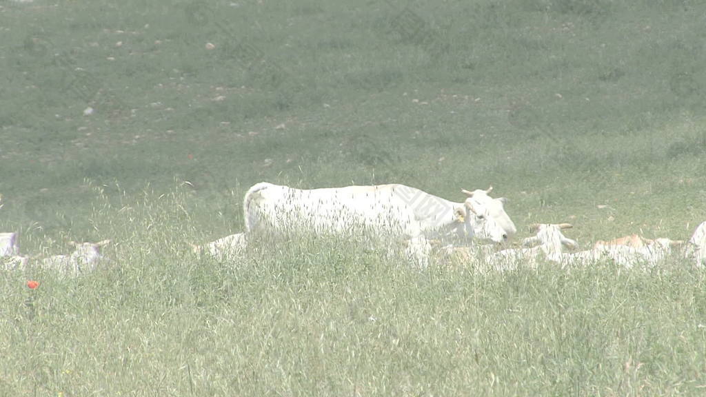 翁布里亚白色的奶牛在牧场1股票的录像 视频免费下载