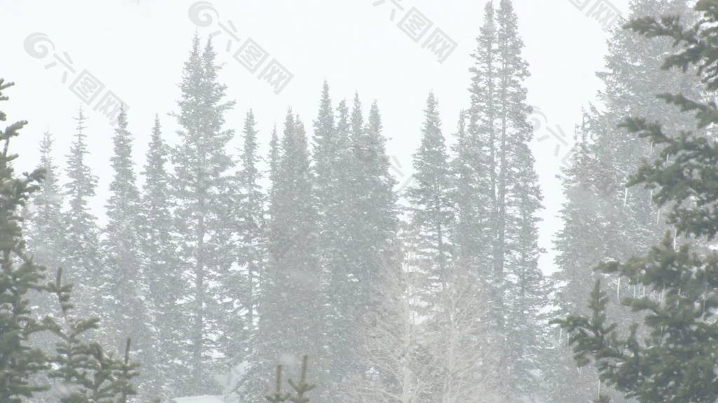 在暴风雪2股票视频画面的松树 视频免费下载