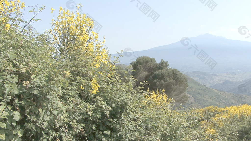 西西里岛的埃特纳火山和黄色的花盘股票视频 视频免费下载