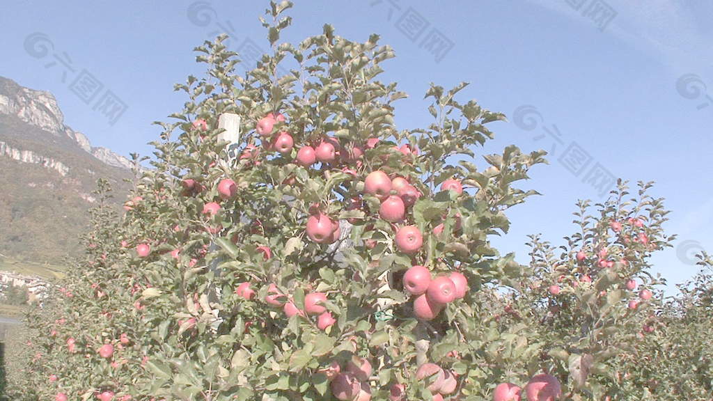 意大利的阿迪杰河的苹果树股票视频 视频免费下载