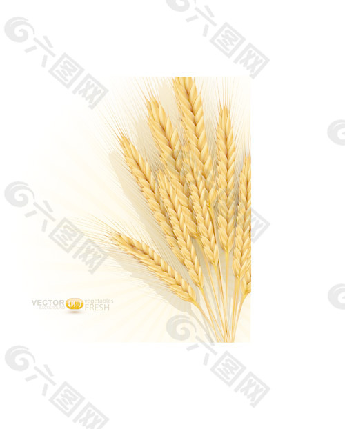 金色的小麦背景矢量集01
