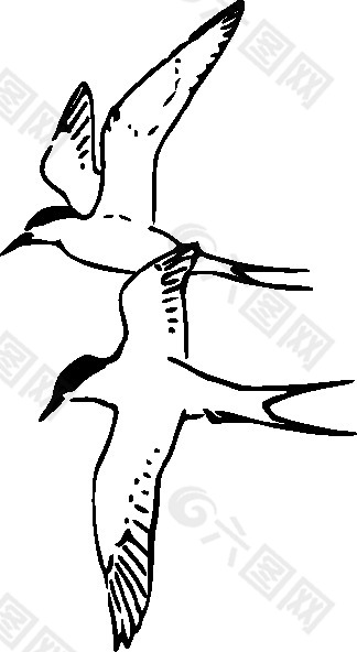 北极燕鸥的剪辑艺术