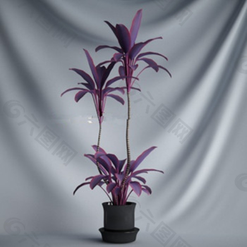 紫色盆栽3D模型