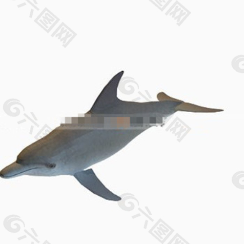 可爱的海豚3D模型