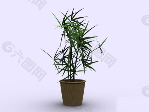 室内盆栽竹子模型