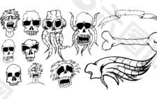 不同类型的头骨