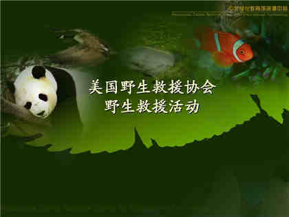 熊猫绿色植物PPT背景模板