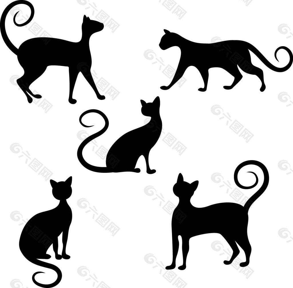 优雅的猫咪