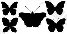 蝴蝶的轮廓