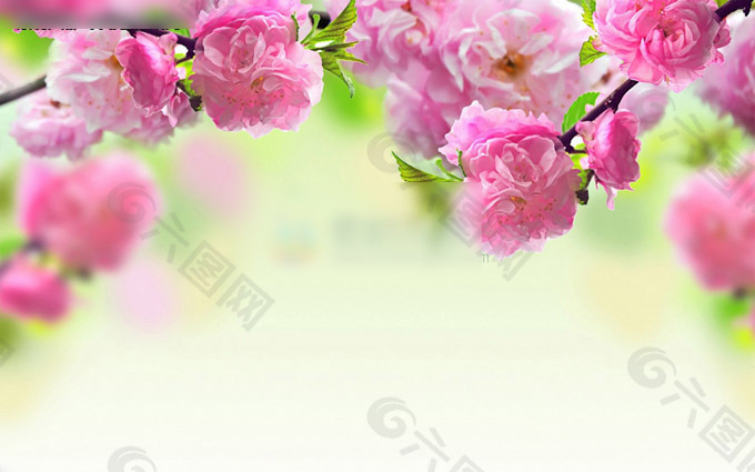 鲜花特写PPT