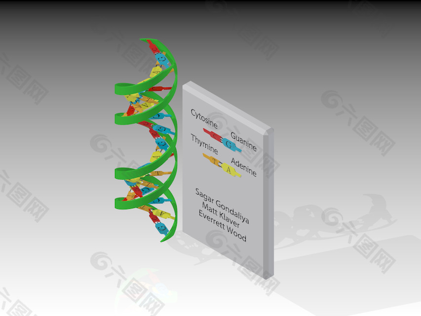 规模的DNA模型