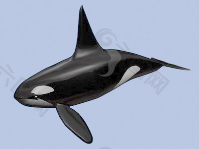 动物鱼类3d模型动植物模型免费下载动物3d模型 13