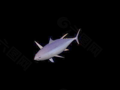 动物鱼类3d模型动植物模型免费下载动物3d模型 15