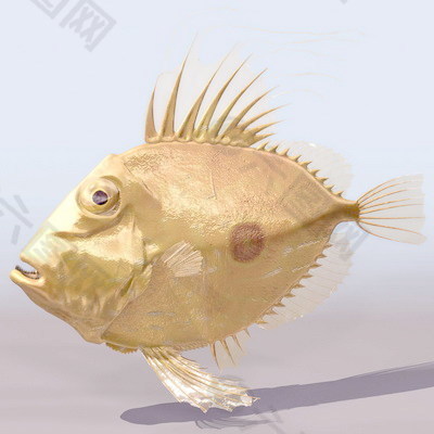 动物鱼类3d模型动植物模型免费下载动植物3d模型 14