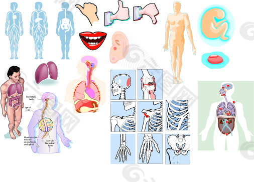 人体器官部位的结构向量