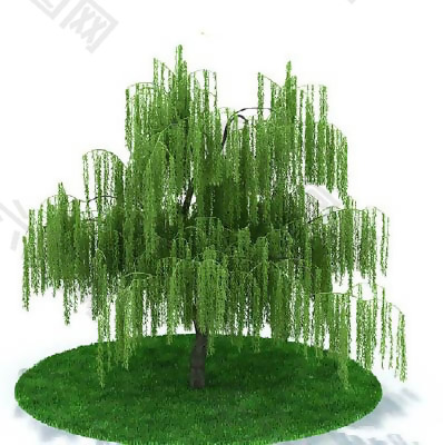 园林植物、景观植物、树木3D模型免费下载-3