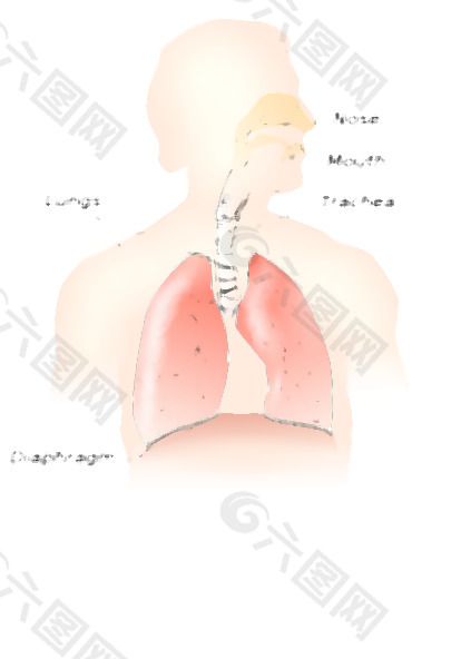 呼吸系统剪贴画