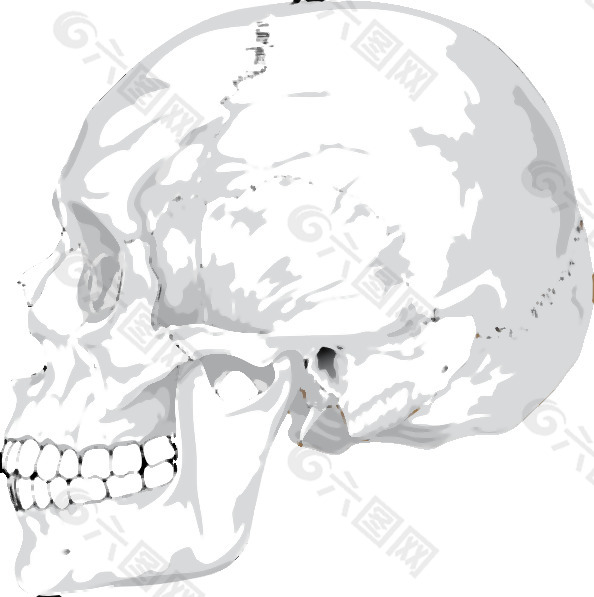 人类的颅骨侧视图剪贴画