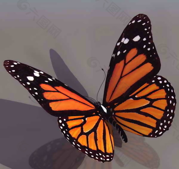 蝴蝶-动物3D模型素材